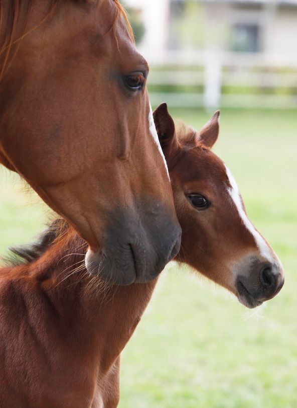 CaraW411's tweet photo. Do you work with Thoroughbred mares used for breeding TB racehorses?  

If the answer is 'YES' then please complete this anonymous survey about pregnancy loss in TB mares. 

Please share this link with your networks! https://t.co/LADnyDkh0u

@AgriFuturesAU @Aushorse_TBA https://t.co/SUiiKpVX3D