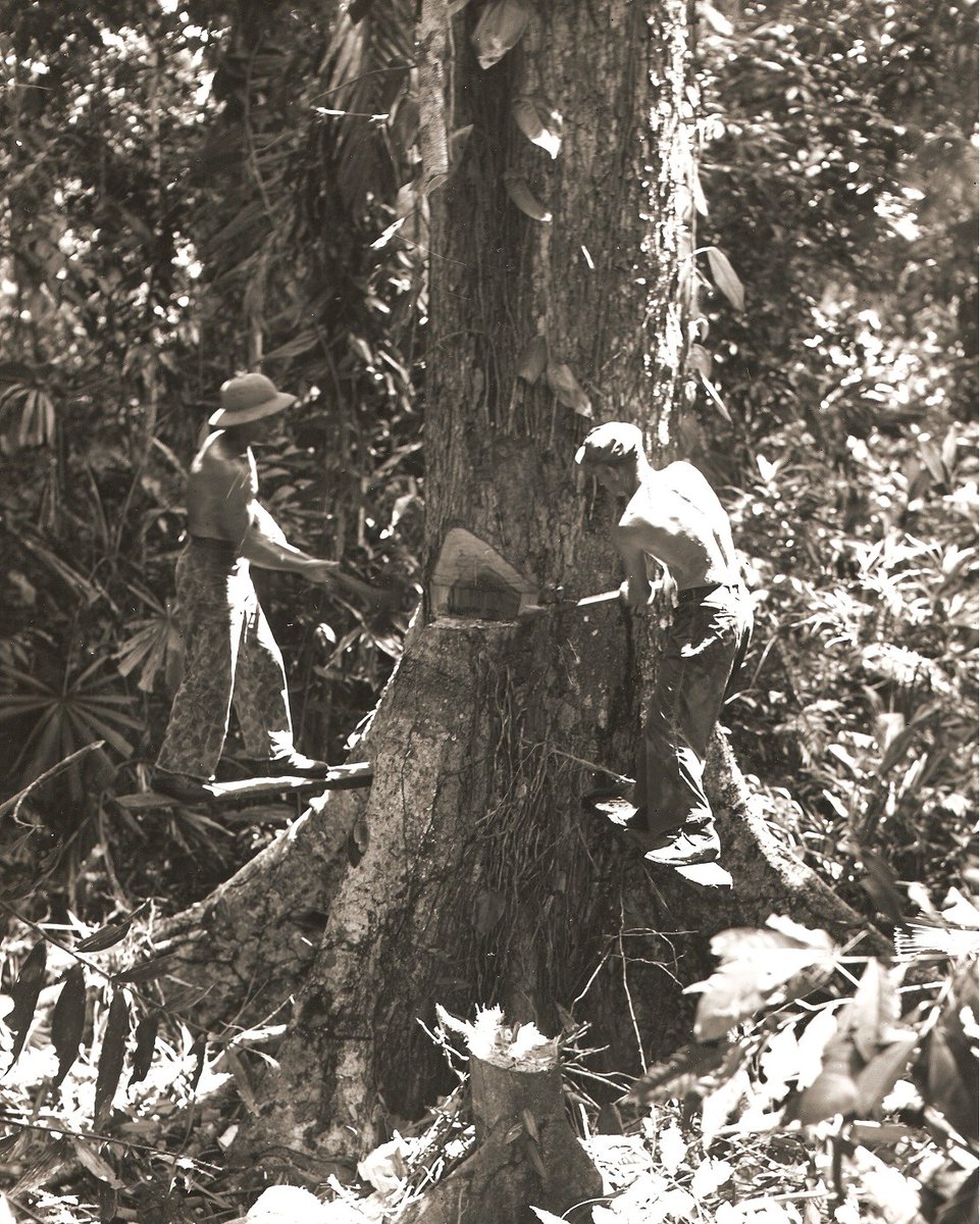 SeabeeMuseum's tweet photo. #OTD in Seabee History - 1/9/42: Officers and men of the 6th NCB landed on Guadalcanal. First Seabees to land on any enemy held island in WWII and the first to engage the enemy in combat.
#1September1942 #6thNCB #Guadalcanal #history #wwii #HendersonField #combat https://t.co/7w6OWOubfN