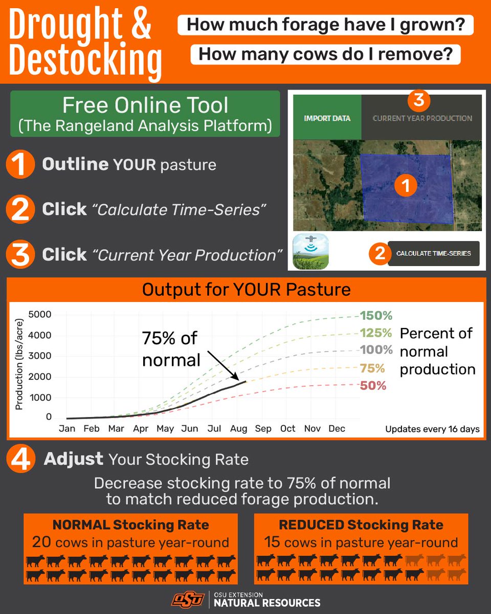 OklahomaLands's tweet photo. How much #forage have I grown?
How many #cows do I remove?
Free Online Tool https://t.co/I9CaW3Fw9r
If production at 75% of normal, reduce stocking rate to 75% of normal.
NORMAL #StockingRate - 20 cows/pasture/year
REDUCED Stocking Rate - 15 cows/pasture/year https://t.co/pYgZWxmHB9