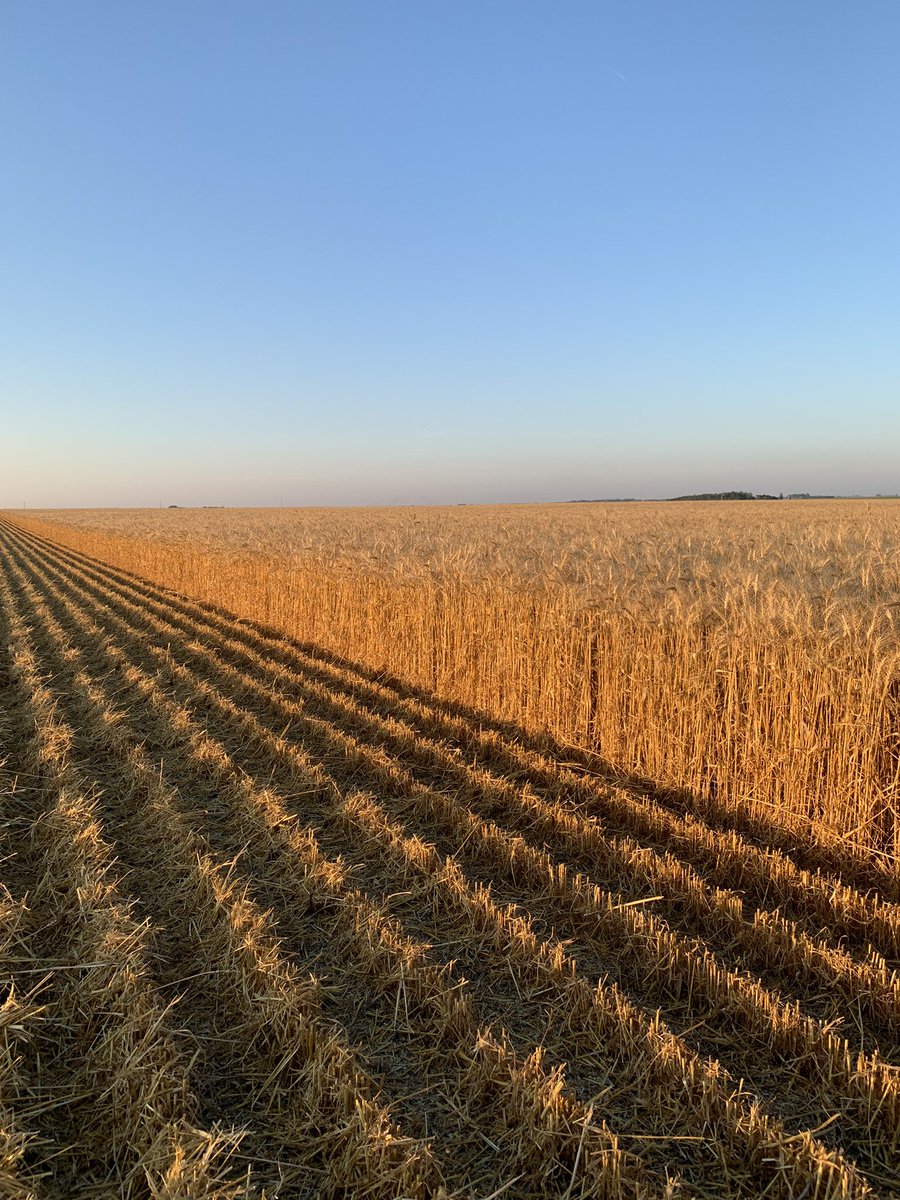 walleye101's tweet photo. AP Smith HRSW ready for harvest, A new 2022 Agripro wheat release. https://t.co/CdP6ZNCsrF