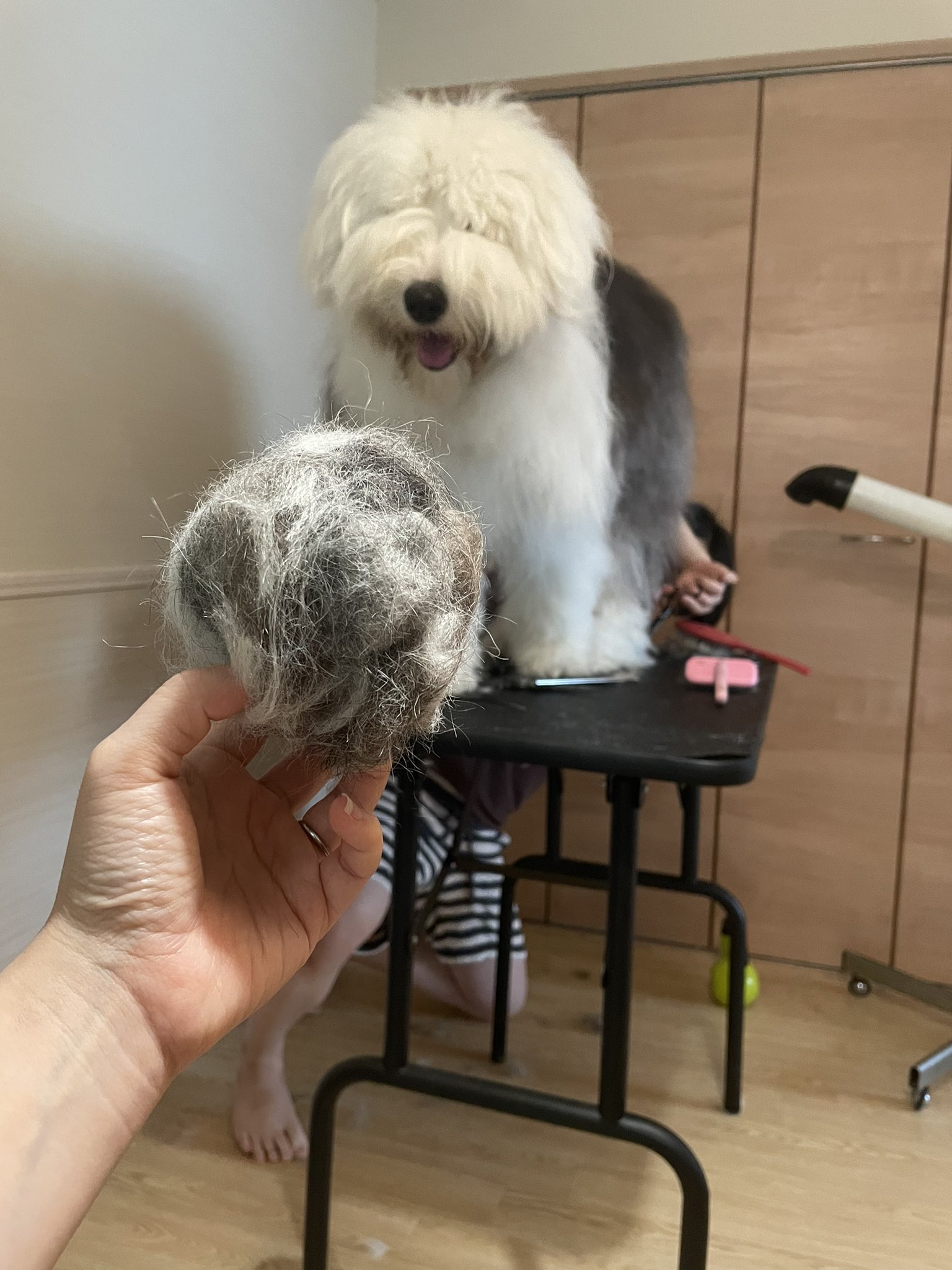 テアのイエ オールドイングリッシュシープドッグ Theas House Twitter