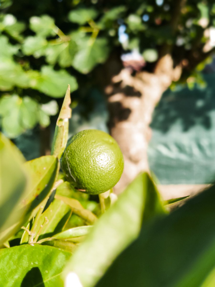 IsaacBarbon's tweet photo. "Llevantar una casa que seya como/un árbol, como Dafne crecer peles/sos rames, sentir les estaciones, la fueya/nuevo depués de la ivernera, les frutes primeres/del veranu"

📚 'Una casa' ('Un mes', 2003), de Berta Piñán https://t.co/jssYvT0bt8