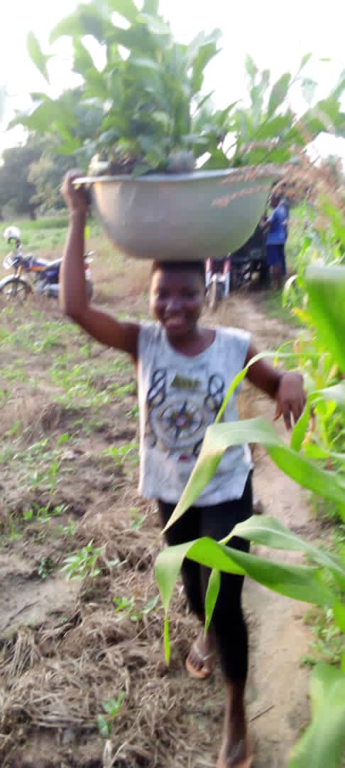 Atchartcha0N's tweet photo. Eh voilà l'action compte beaucoup plus dans la lutte contre la déforestation et la déforestation, tout comme les changements climatiques et la protection de notre environnement #Togo-kara-ateda
#jveinternational-Branche-Locale-kara. https://t.co/Ty3kF3I9ty