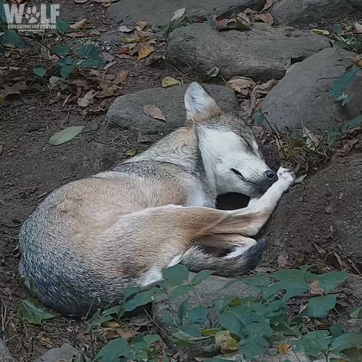 nywolforg's tweet image. Dreaming of a world where no wolf cowers on the edge of extinction 🐺