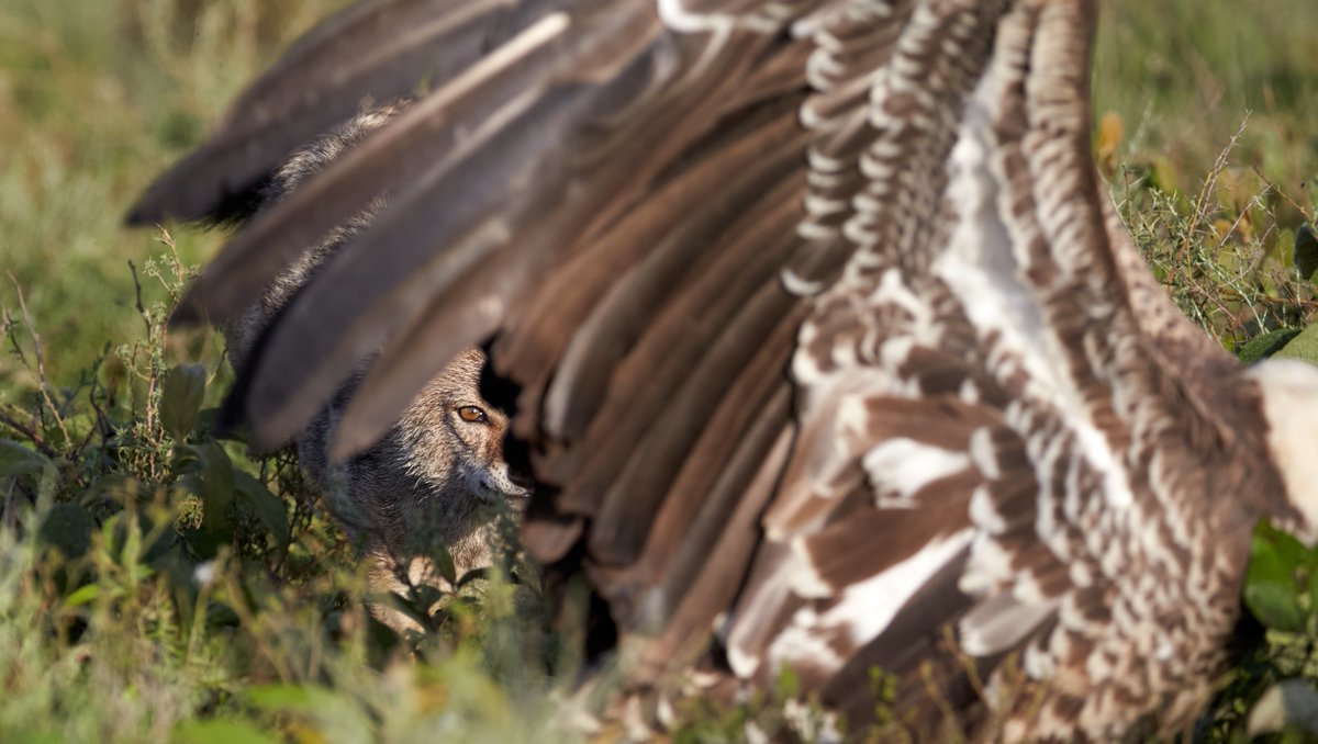 A black-backed jackal grabs a morsel of food from the talons of a vulture. While they clean up carrion they also play an important role as mesopredators limiting the abundance of the smaller ungulates.
