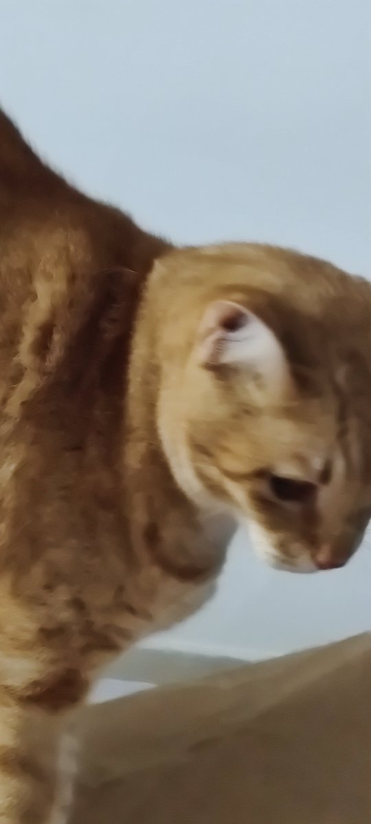 vidyanag's tweet photo. A musical hit of yester years
 ..old ENGLISH SONG ..my favorite 
"Come September..."
Was also copied to 80's Hindi song "Raja" Madhuri Dixit 
...my Saali's TOM cat 😺 reaction 🙂
#Tomcat #saaali #comeseptember #vidyanag #catlover #eva https://t.co/4fPttM46a4