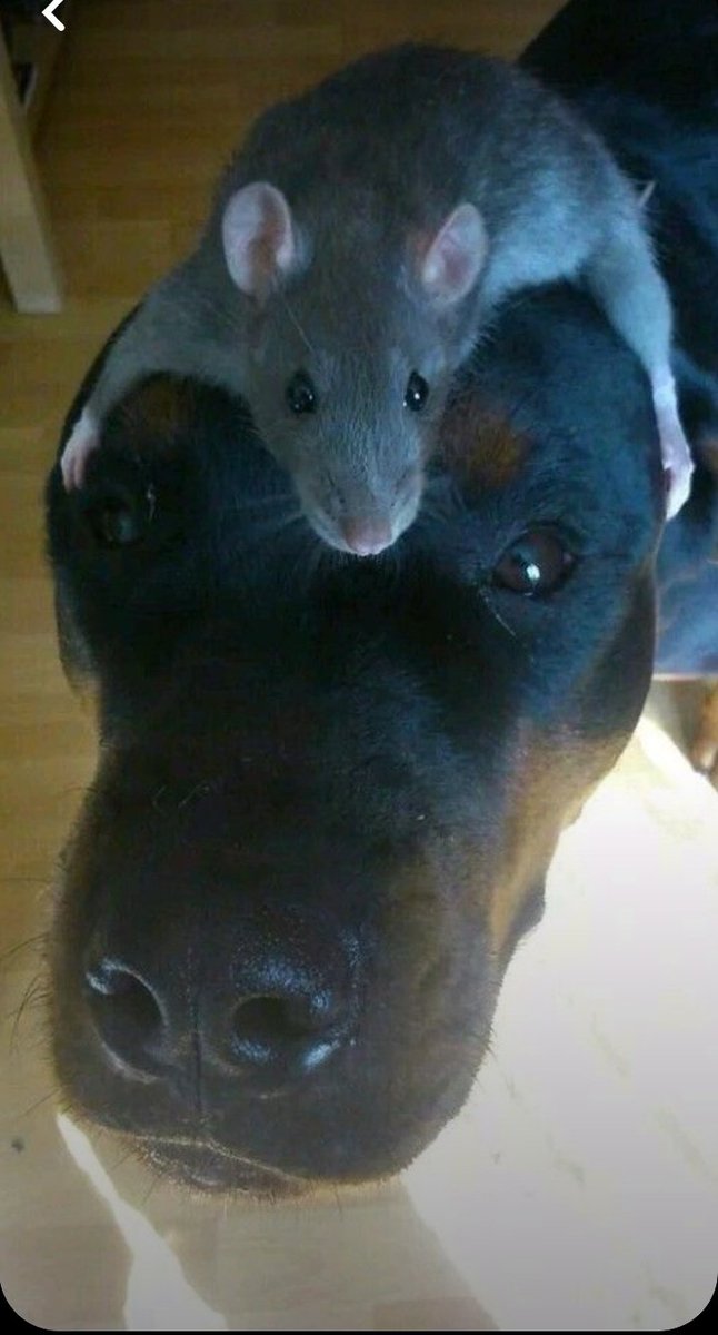 Nunca había visto tanta rata en un colegio 😳🤣