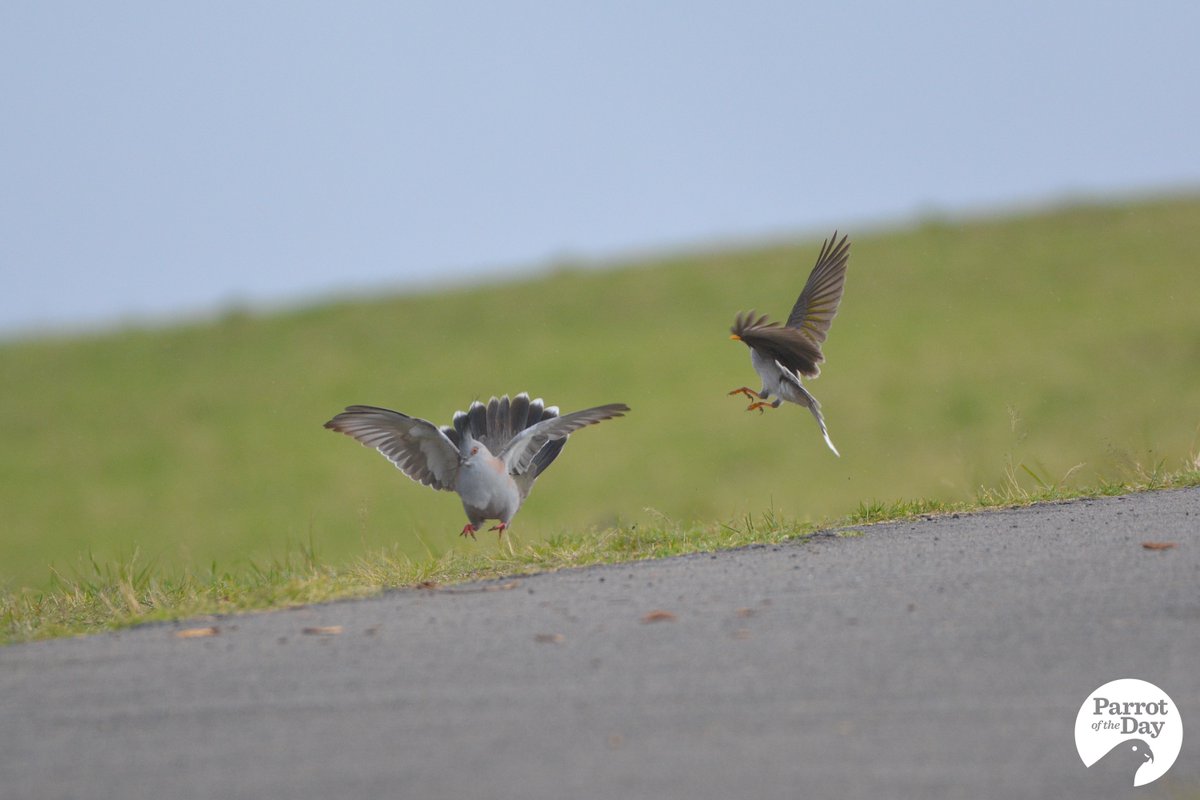 ParrotOfTheDay's tweet photo. #NotAParrot Latest in our ever-growing series: noisy miners (Manorina melanocephala) attacking birds that pose absolutely no threat to them. A confused crested pigeon (Ocyphaps lophotes) finds itself the target of the miner's inexplicable aggression, Sydney Park, Sydney #ownpics https://t.co/RQQebnsCL9