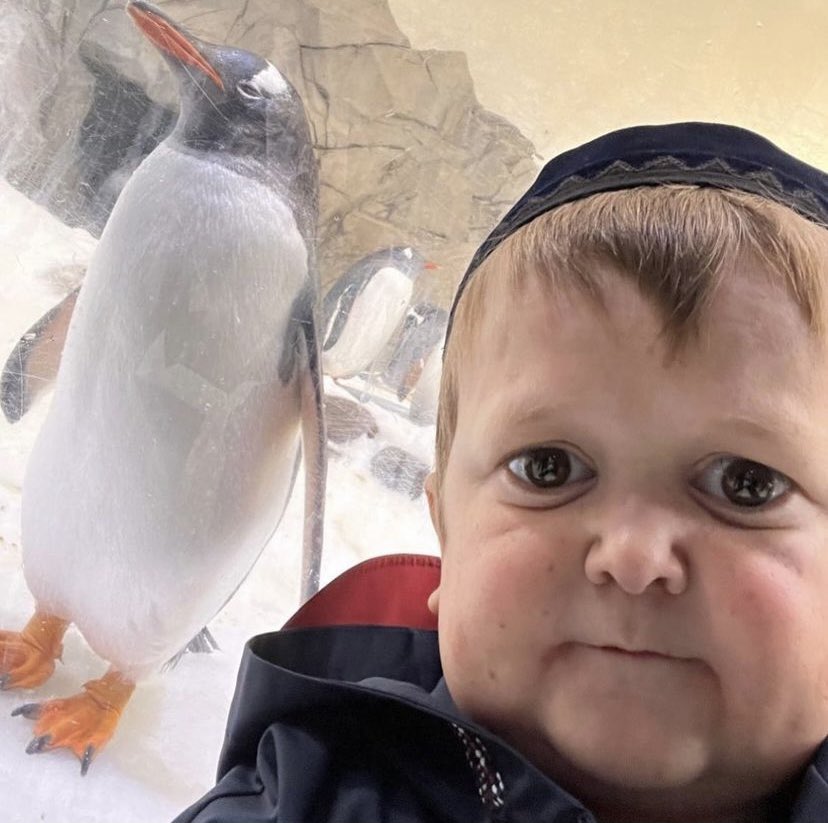 HasbullaHive's tweet image. 