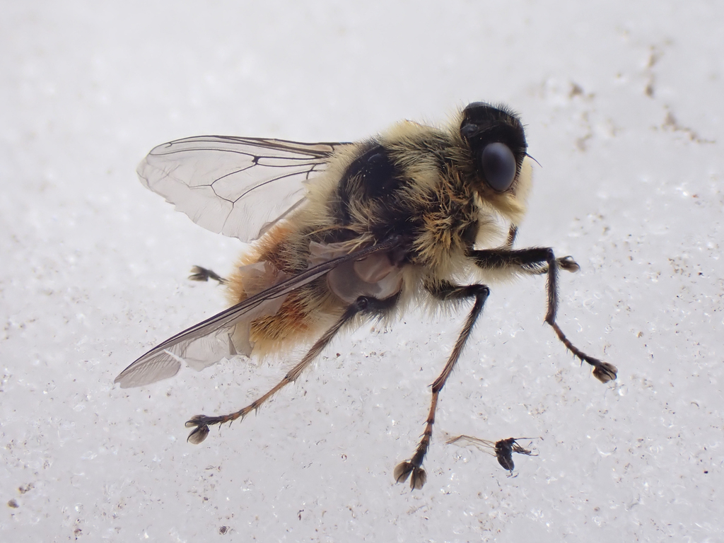 Chloe_VanLoon's tweet photo. This Reindeer Warble Fly was one of the many neat critters we saw during our trip to the Itcha Range. The trip also involved woodland caribou, cute cabins, and a float plane as transportation. Read the trip blogaroo here: https://t.co/GtxVW7aebw #inattting #itchaIlgachuz https://t.co/Fd4dElVoZB