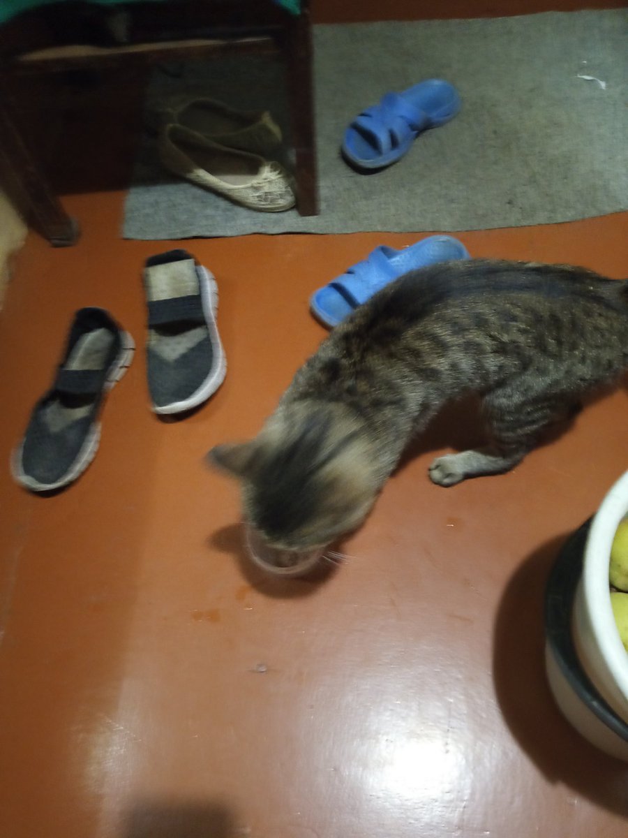 galorex9's tweet photo. This fall started well for me :O First, I've met 3 cat, all of whom let me pet them. Second, one of them followed me directly to my home, and I fed him, after this he went exploring the whole flat https://t.co/JXynpwRJnA
