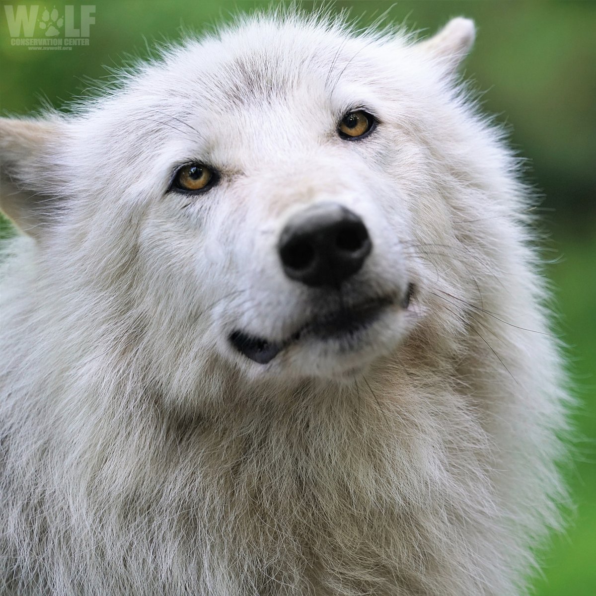 nywolforg's tweet image. At last.