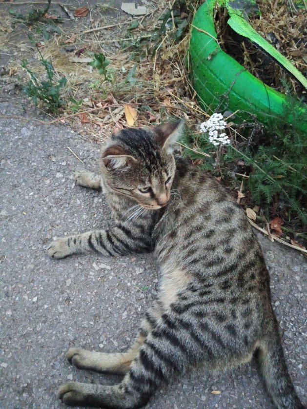 galorex9's tweet photo. He was bold, feisty and bit me thrice (that was his way of joking), but there were no cats for 2 years in this house https://t.co/fqoNtGBQcH