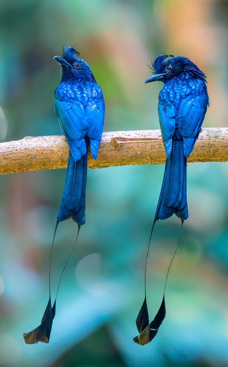 BirdsChina's tweet photo. Guess the name of the birds🐦

#birds #nature #photos
#LovelyBirdsInChina https://t.co/bDhfjI1574