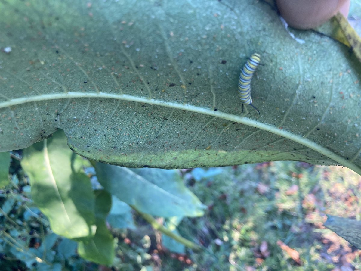 ShineOnRichard's tweet image. Today on my Neighborhood Nature walk…the Monarch Butterflies are coming! 2nd graders, the @FCPSScience team is ready to support your experience with this amazing life cycle! @FCPS_OSS #backyardscience