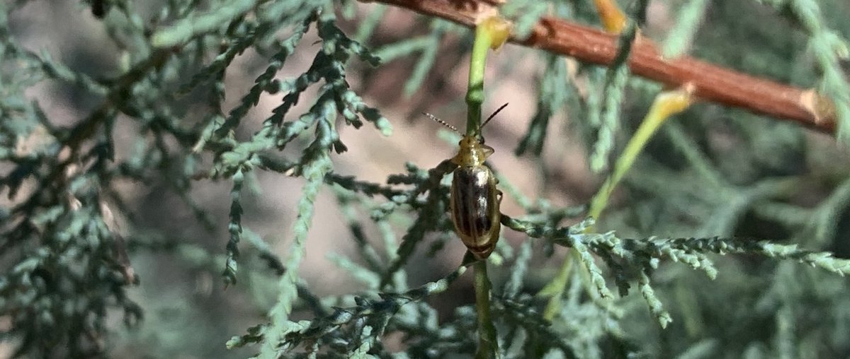 ⭐ Join the September EcoQuest: Tracking Tamarisk Beetles! ⭐
⁣
Tamarisk beetles were released as a biological control for invasive tamarisk trees in 2001. They have expanded their range much faster and farther than predicted.

inaturalist.org/projects/track…