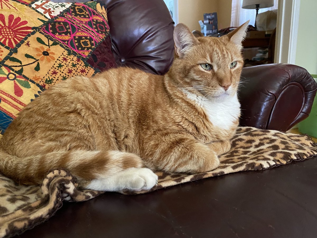 CaroleShel's tweet photo. #GingerCatDay #CatsOfTwitter Rocket aka Fire cat looking regal 😻 https://t.co/edcAXT7Wf1