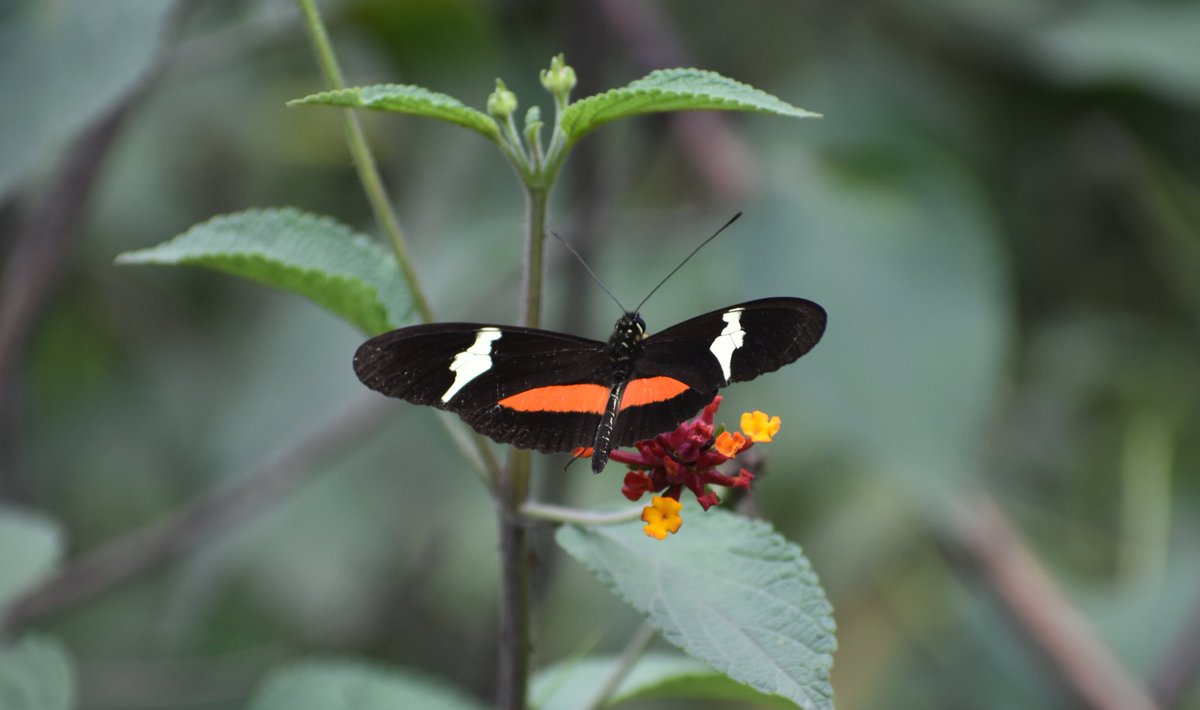 09M2020's tweet photo. En realidad la naturaleza nos da mucho más de lo que merecemos.
(Me encanta esta foto que tomé, la linda mariposa tiene en sus alas marcado el mapa 😳😂 de mi isla favorita 😍 )
#PostmanButterfly #Heliconius #Insect #Butterfly #SAI https://t.co/FkLQgLSp6c