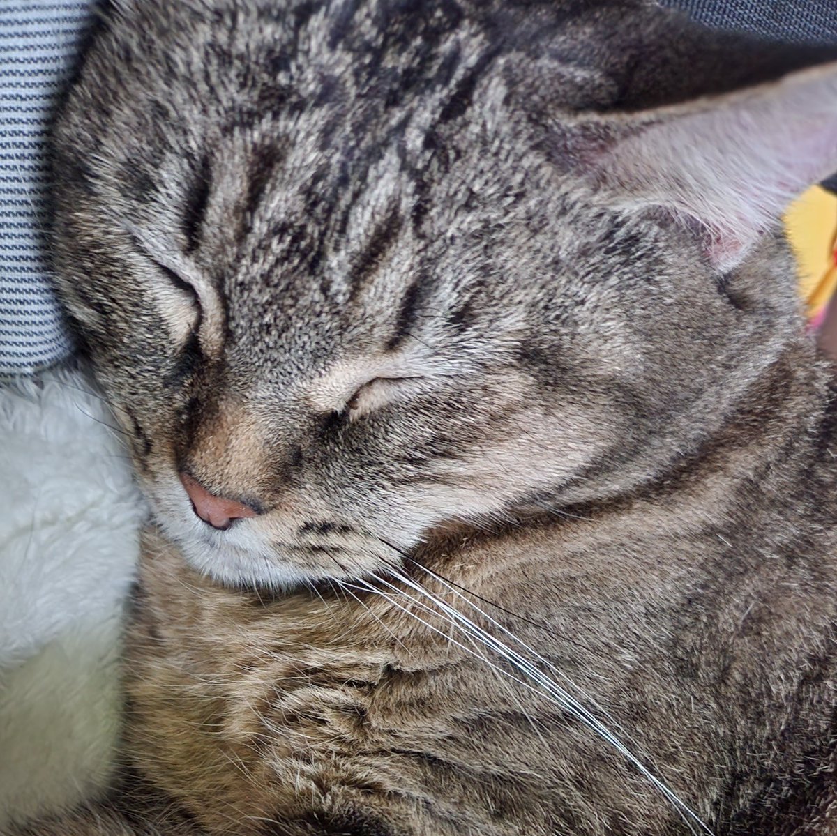 MoonwalkingMJ's tweet photo. Hi, I know I've been MIA, but here is a Kenya cat and D.D. cat pic update ☺️

I want to be more interactive online with my friends, and once I'm settled (which is soon) hopefully I'll pop my face in more. 💞 https://t.co/qYlcmiZiGm