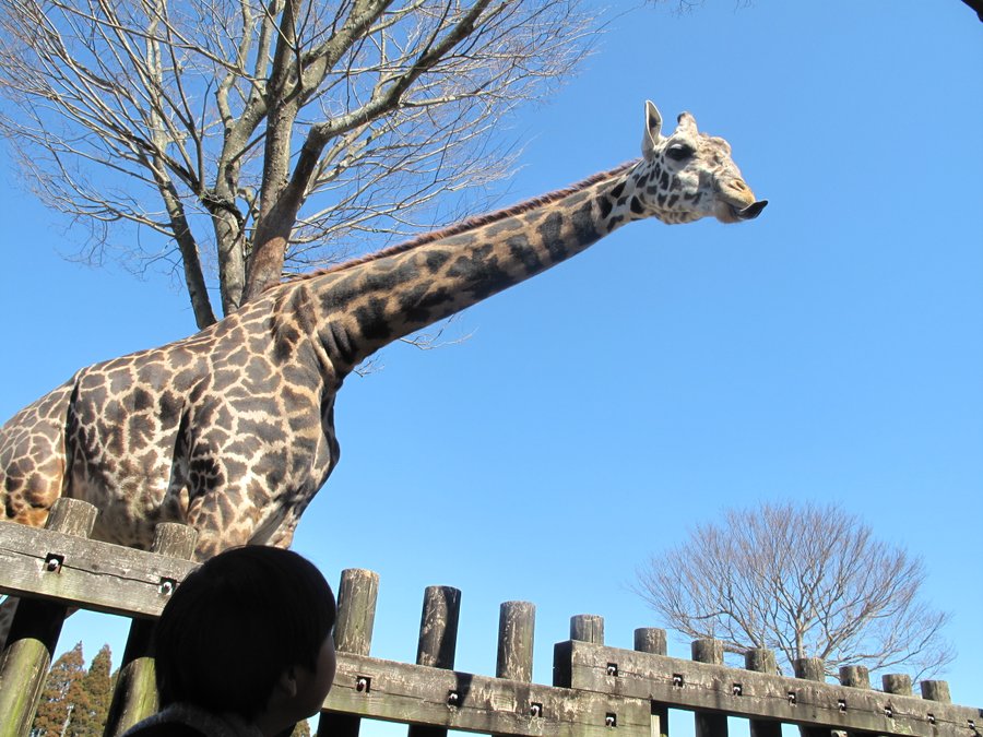 平川動物公園 鹿児島県 の情報 ウォーカープラス