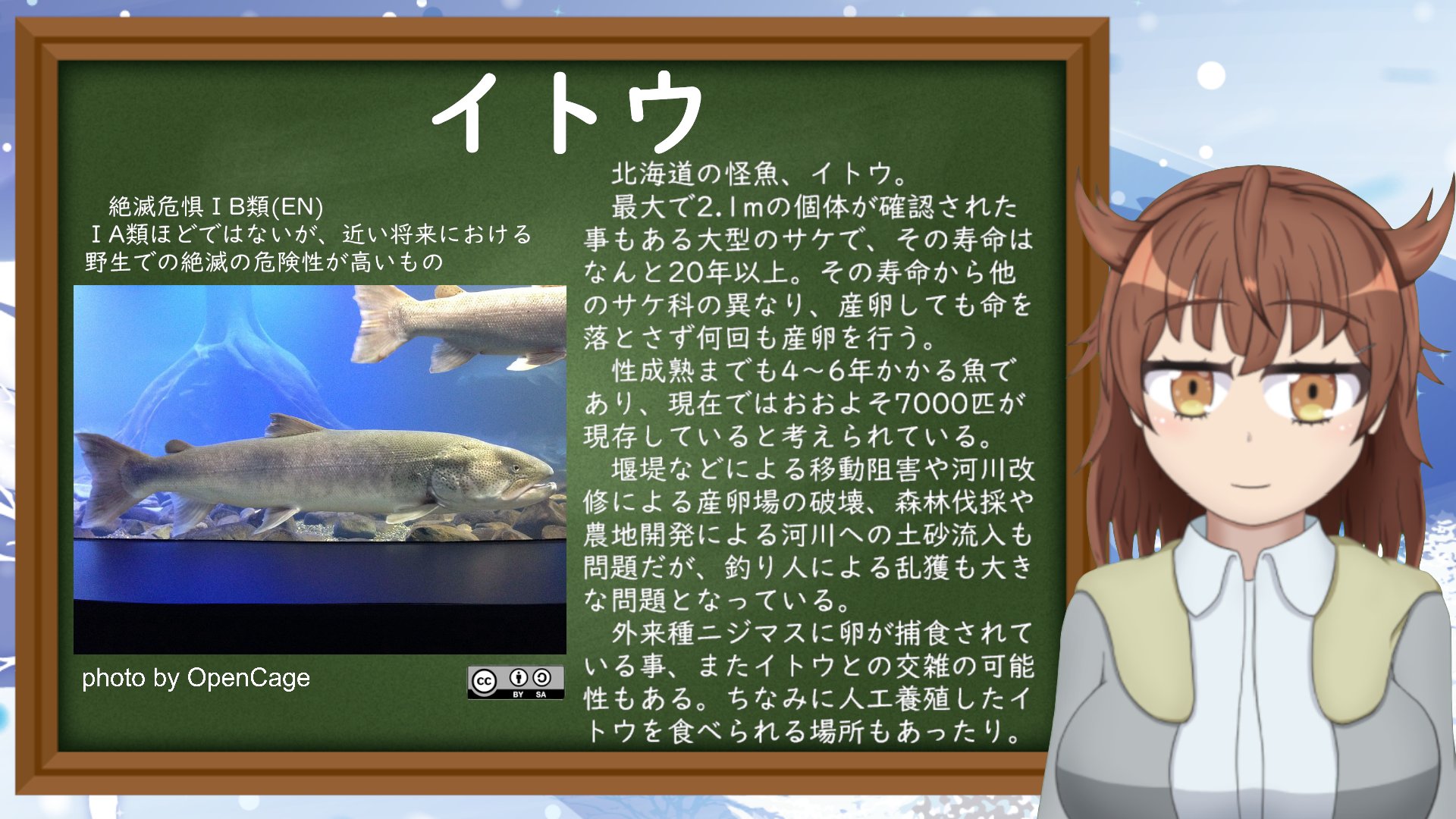 コタン コロ 絶滅危惧種系vtuber コタンコロの絶滅危惧種を知ろう 今日の紹介は イトウ サケの仲間の中では破格に長生きする代わりに 成長も非常に遅い魚 そのため釣り等で影響を与えられると深刻なダメージになる 幸い人工的に繁殖出来ている魚なので