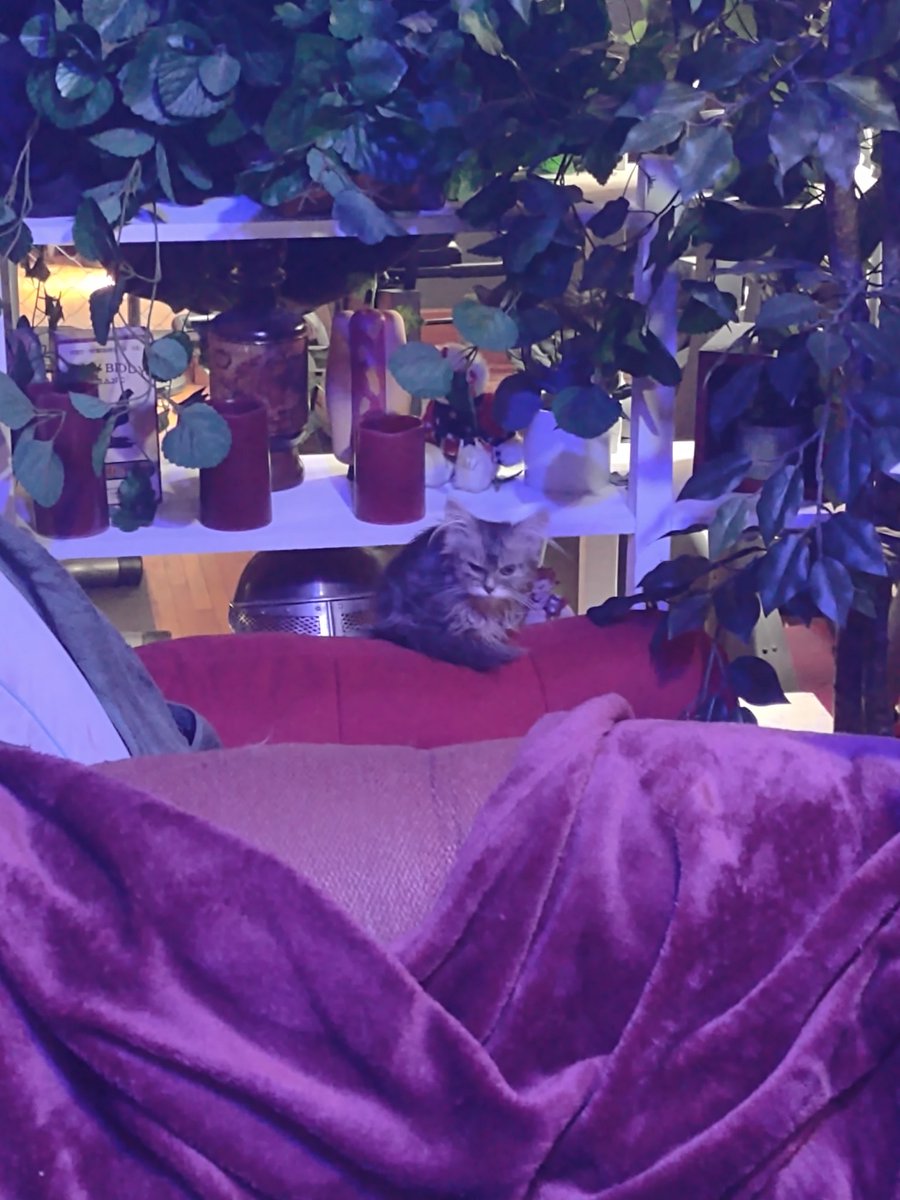 MSMavadosey's tweet photo. Hello..I am Squiggy...I hope it's ok I joined the fam. I'm small and have a grumpy lil face, but I love to cuddle. This house ain't so bad so far. Thanks for the rescue 💜 https://t.co/xWPigbH0TA