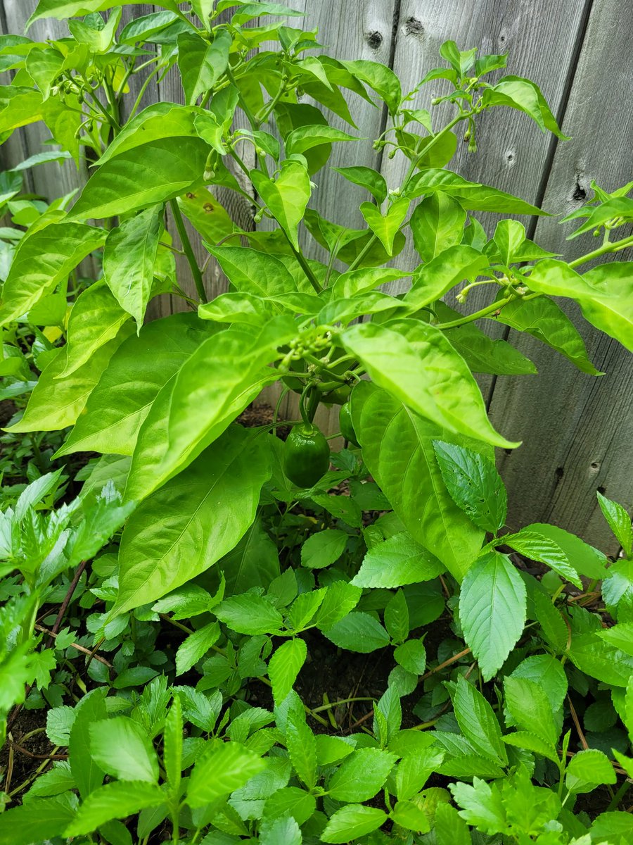 phosbukky's tweet photo. My lttle contribution to reduce carbon footprint in my yard https://t.co/TWuCF6LhUp