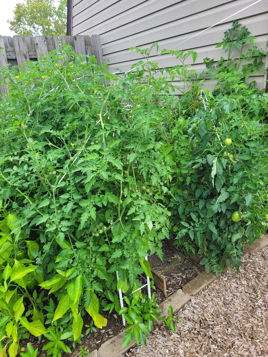 My lttle contribution to reduce carbon footprint in my yard