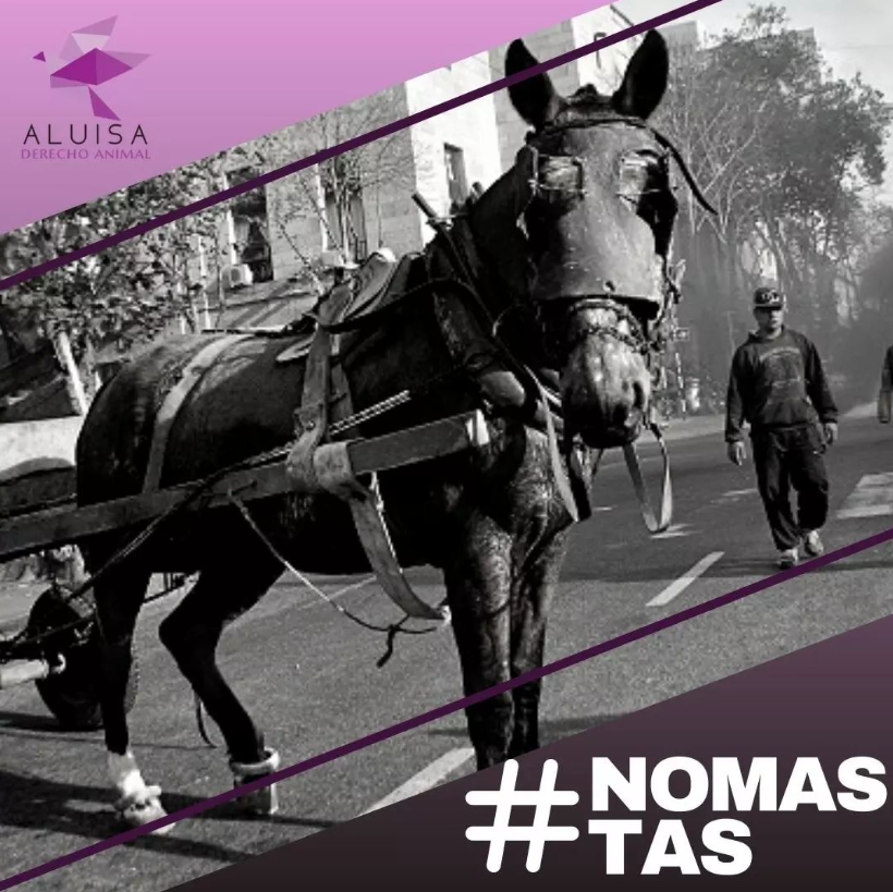 aluisaorg's tweet photo. 👉Mes del CABALLO🐴

🙌Desde #aluisa proponemos que Septiembre sea el mes del Caballo, un mes dedicado a la CONCIENTIZACIÓN de los diferentes tipos de explotación a ellos. https://t.co/WAQDlpoqVh