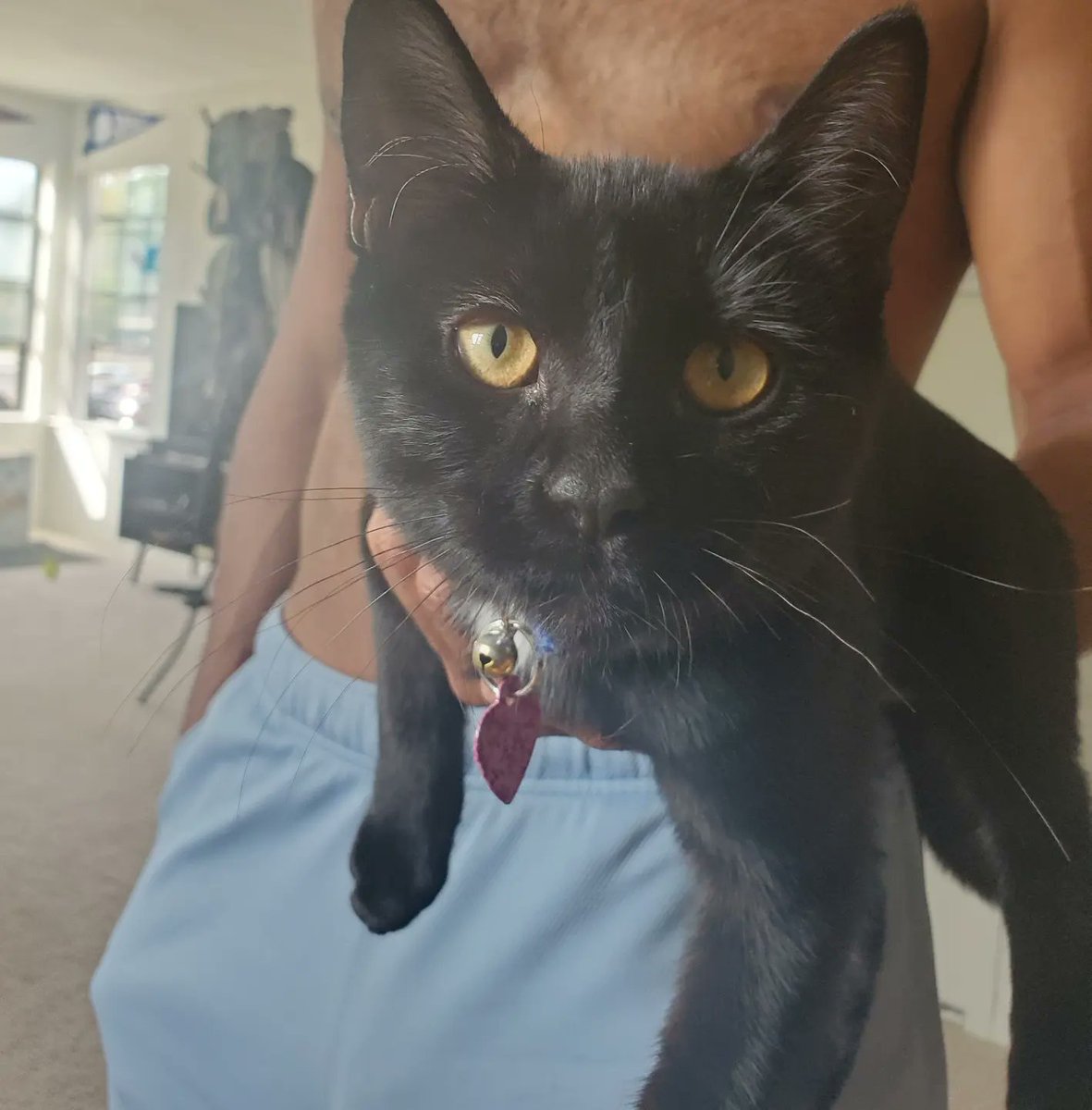 TigBittyKitty's tweet photo. #tbt to the cutest 😻🤩🐈‍⬛ #cat #cats #catlife #catlifestyle #CatsOnTwitter #housepanther #tigbittykitty #Gato #cutecat #blackcat #Gatos #CatsOfTwitter  #catlover #tbt❤️ #kitten https://t.co/jcYLyXpoZ9