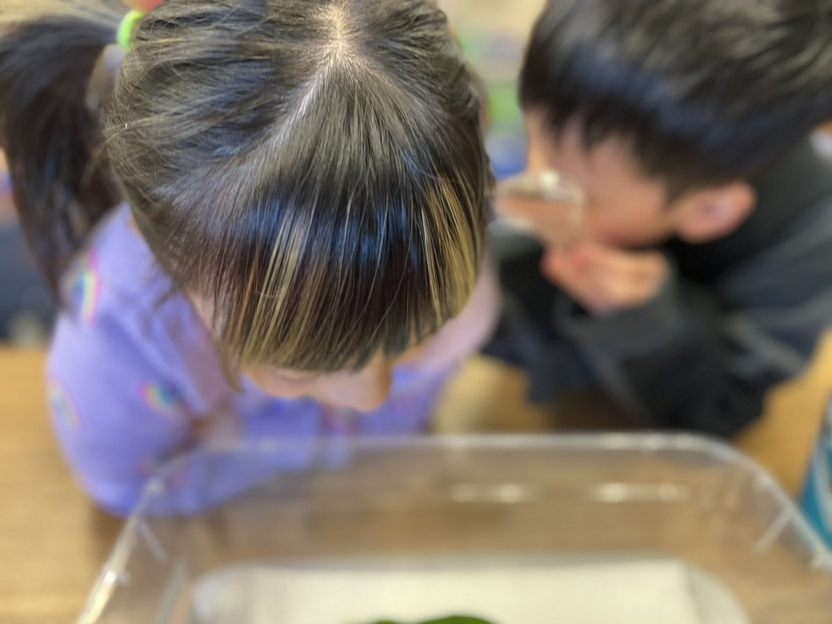 While observing our newly hatched caterpillars today, a student said, “I wonder what the caterpillars are thinking… ya know, with all of us just staring at them.”  <a href="/TimberLaneES/">Timber Lane ES</a>