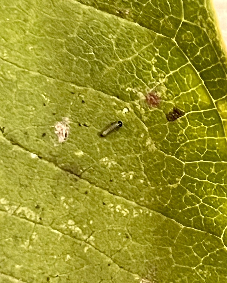 HaleyKirkTLES's tweet photo. While observing our newly hatched caterpillars today, a student said, “I wonder what the caterpillars are thinking… ya know, with all of us just staring at them.”  @TimberLaneES https://t.co/tLxQ3rvwDq