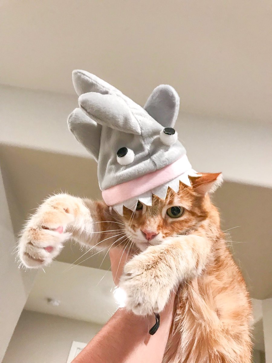 ShowYourCat's tweet photo. https://t.co/cRlvtzWdEo