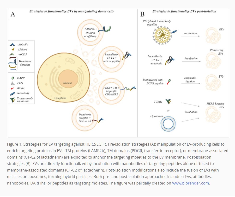 VesiclesAcids's tweet photo. 🎯Elena Gurrieri and Vito Giuseppe D’Agostino from @CIBIO_UniTrento wrote a #review about the strategies to #functionalize #EVs against #HER2 for #anticancer activity
📕Read online: https://t.co/KcB0U36Jns
🔗PDF: https://t.co/ba0ZNylXLS
📹https://t.co/nw7y2BgZjp https://t.co/qoGCDhAQDp