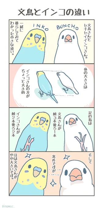 インコさんの事を思い出したのでちょっと過去作。目の大きさは本当に意外でした。#Buncho #javasparrow #文鳥 #セキセイインコ 