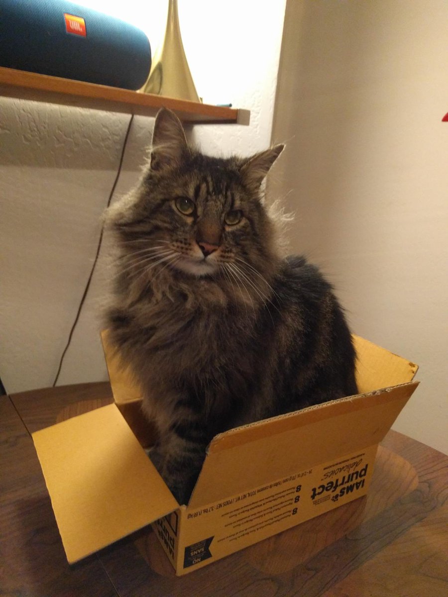 chloeveltman's tweet photo. About to throw a party for this guy. It’s September 1 and we’re celebrating Mishka’s “Mr September” appearance on the #NebraskansForPeace #CatsAgainstTheBomb #LGBTQIA+ Cat Lovers Calendar 2022. https://t.co/G3oosncTpt