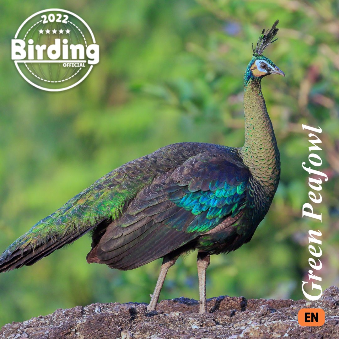 BirdingOfficial's tweet photo. This is a colorful pheasant and is sometimes considered the most beautiful member of its family.

The male Green Peafowl is up to 10 feet (~3 meters) long, including the “train” and weighs up to 11 pounds (~5kg).🍃🕊🦃 https://t.co/RzjxJW9kOx
