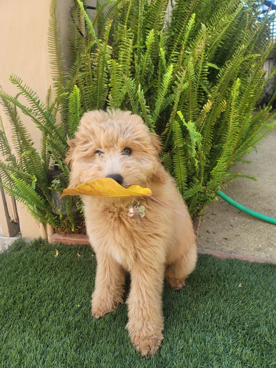 JesseBafia's tweet photo. Dog https://t.co/eFk8V84hKE