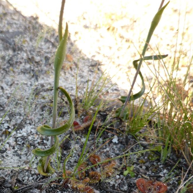 SeedPartnership's tweet photo. Twist and sprout! 🌀🌱 This year collectors from @BotGardensSA visited Messent Conservation Park and collected 400k seeds from the Spiral-leaf sun #orchid (Thelymitra matthewsii). This was funded by @WWF_Australia &amp; Airwick for the #RareBloomProject. 📸 D Murfet https://t.co/v62IGi7Mdz