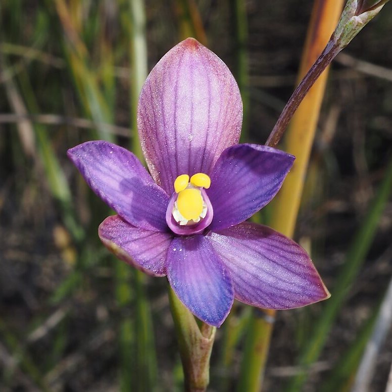SeedPartnership's tweet photo. Twist and sprout! 🌀🌱 This year collectors from @BotGardensSA visited Messent Conservation Park and collected 400k seeds from the Spiral-leaf sun #orchid (Thelymitra matthewsii). This was funded by @WWF_Australia &amp; Airwick for the #RareBloomProject. 📸 D Murfet https://t.co/v62IGi7Mdz