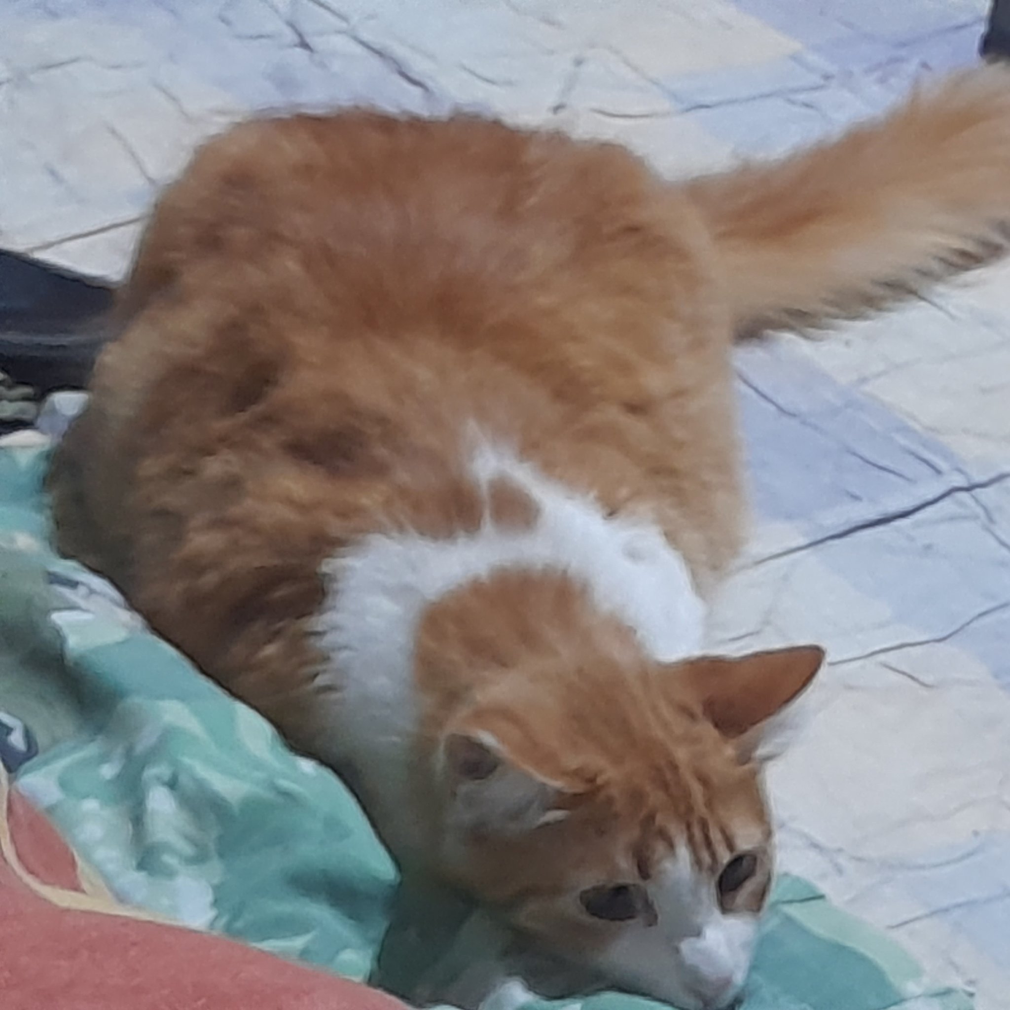 This Cat Is Fucked Up Bruh ape on Twitter: "This dog is fucked up bruh https://t.co/03vXrWs02j