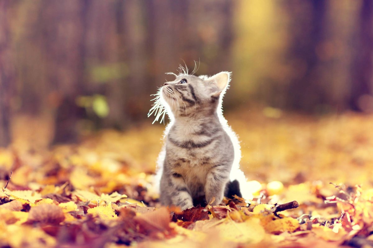 shellbottech's tweet photo. Summer is coming to an end and we will come to autumn~🌾🌾 https://t.co/1swr8osfTn