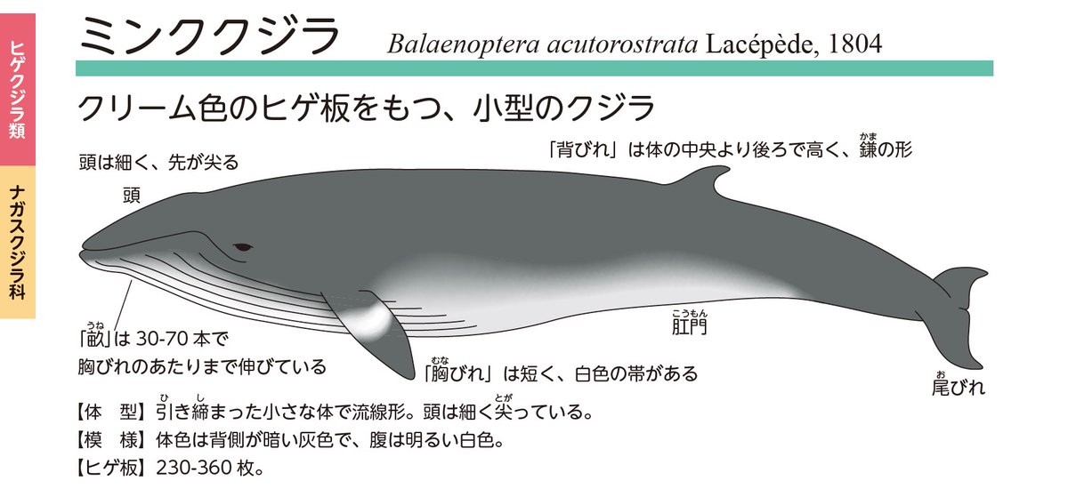 🐳🐬クリーム色のヒゲ板をもつ #ミンククジラ ＼ 日本近海で比較的よく