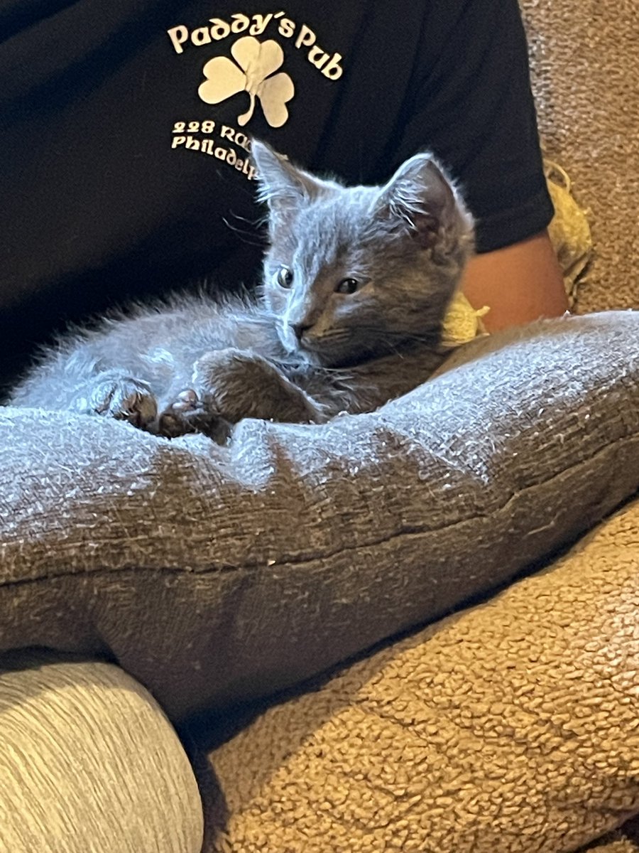 Fun fact: I was named after Omar from the show “The Wire.” #CatsOfTwitter #CatsOnTwitter #KittensOfTwitter #kittens #cats