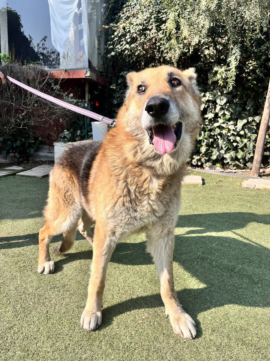 #Rex es un Pastor de 13 años, rescatado en pésimas condiciones en San Miguel, ahora está mejor en refugio pagado, es tranquilo y cariños
¿Por qué nadie lo quiere adoptar? 
¿Será por que es viejo?
Todos merecen vivir sus últimos años en paz.
Más info +56948168847 #SoyBartorell