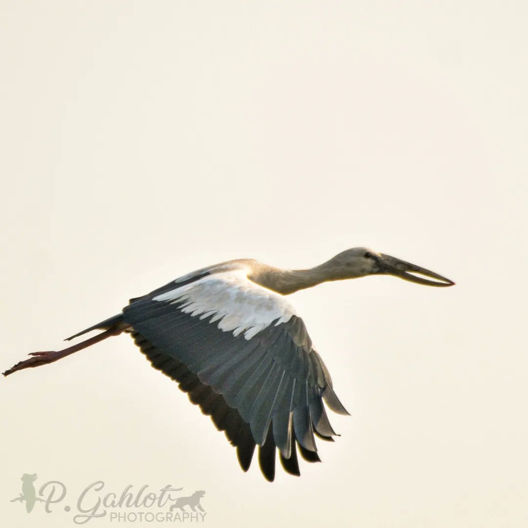 pg_photographie's tweet photo. Openbill stork #flyinghigh
#FlyingFriday #IndiAves #Openbill #stork #Birdland #birdwatching #birdphotography #BirdsSeenIn2022 #BirdTwitter #BBCWildlifePOTD #ThePhotoHour #wildlifephotography #WildlifePackages #birdsofHaryana #DailyPic #JUNGKOOKDAY #TwitterNatureCommunity #birds https://t.co/Bv7Kuav9Vo