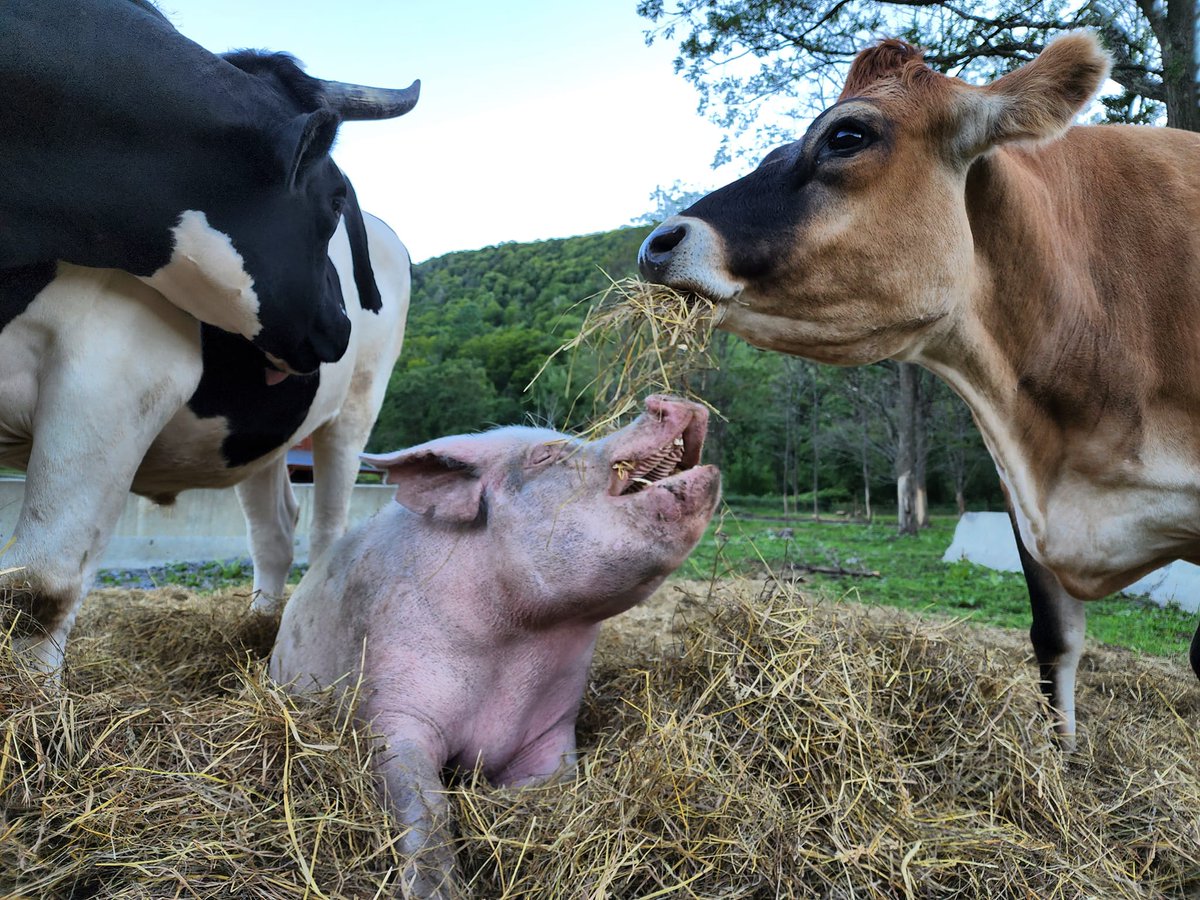 Broome Animal Sanctuary tweet media