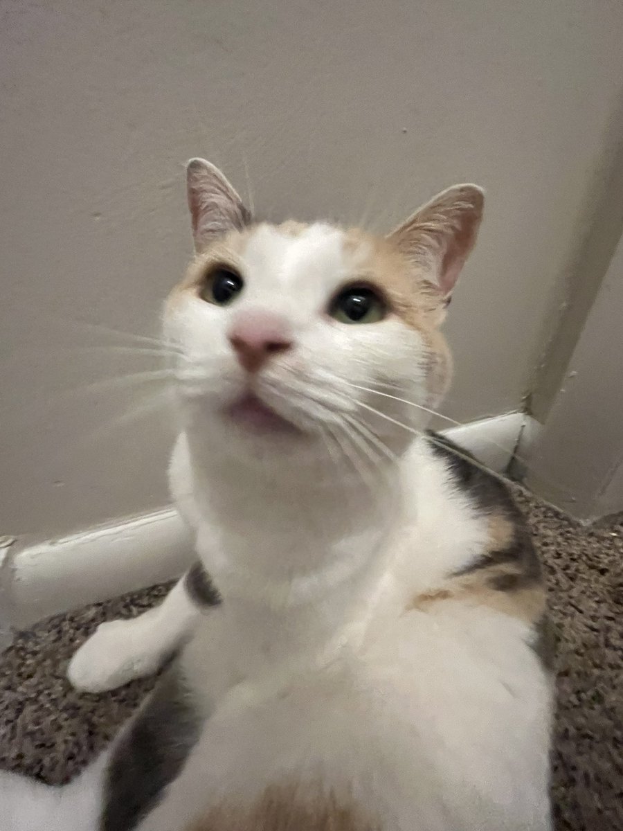 fatfatmillycat's tweet image. ITS HER BDAY TODAY