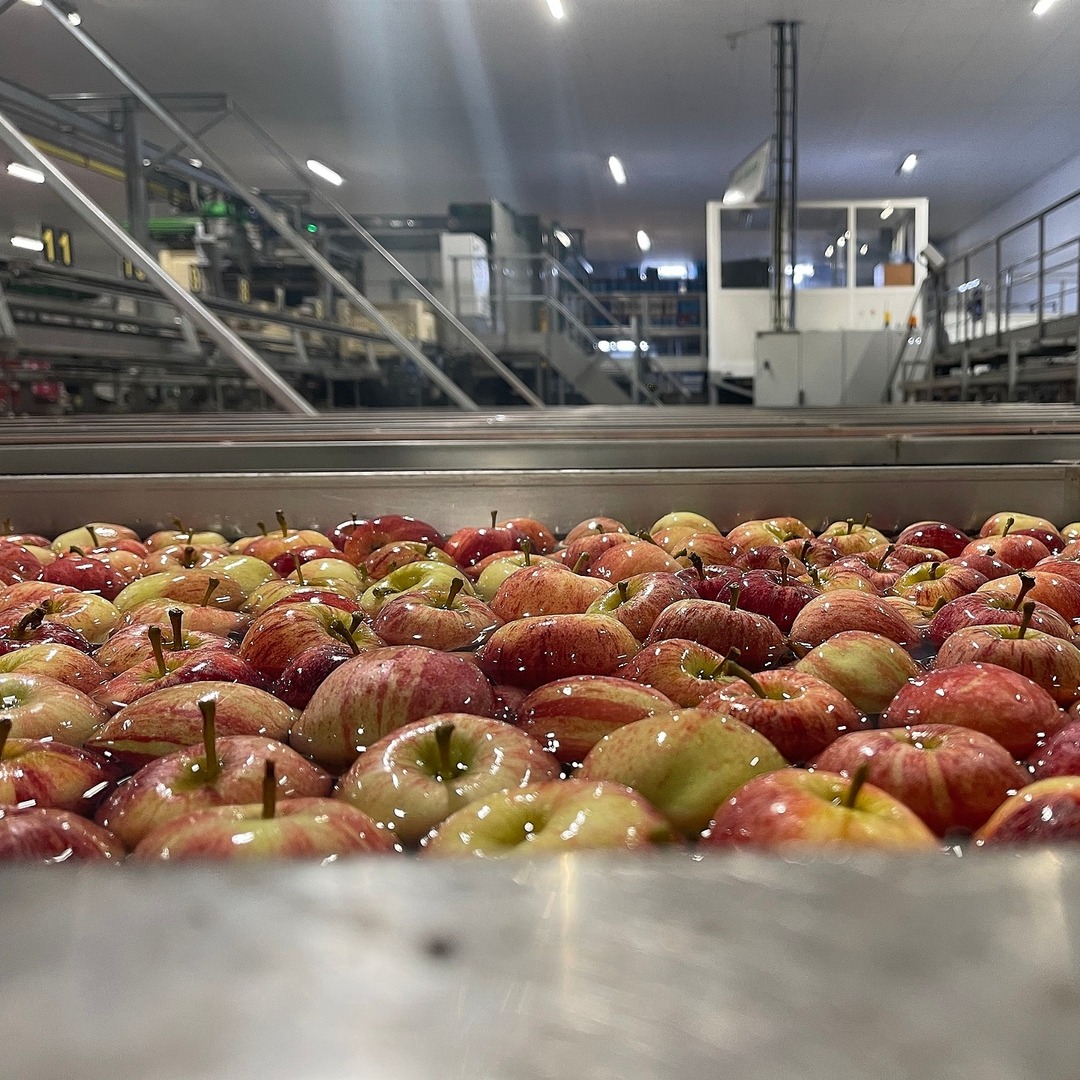 ACGoatham's tweet photo. 🍎Flowing into Fridays🍎
Our grading and packaging equipment is developed to take into consideration the delicate handling of our British apples to ensure they arrive in peak condition from our orchards to your supermarket🛒
https://t.co/UyOs7FTGnl
#appleprocessing #agritech https://t.co/5UcV4kP2ad