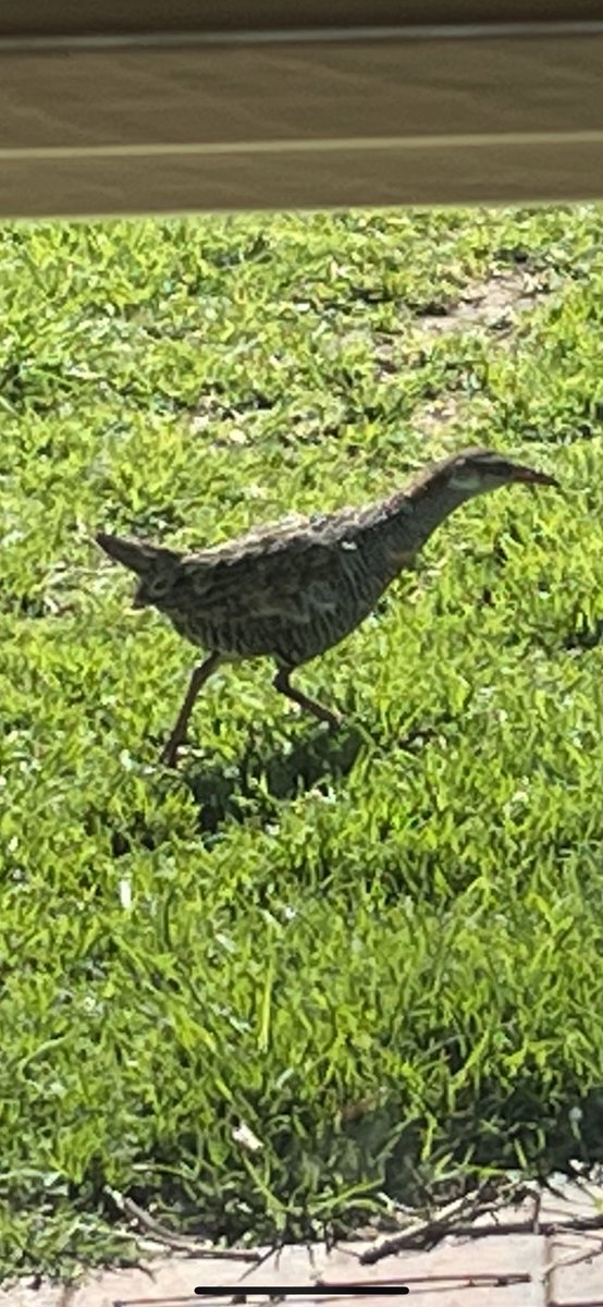 Matt Witney tweet media